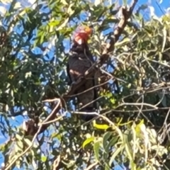 Callocephalon fimbriatum (Gang-gang Cockatoo) at Symonston, ACT - 3 Aug 2024 by Mike