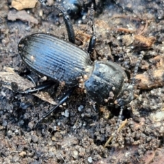 Cardiothorax sp. (genus) (Darkling Beetle) at Long Point Lookout (Morton National Park) - 3 Aug 2024 by trevorpreston