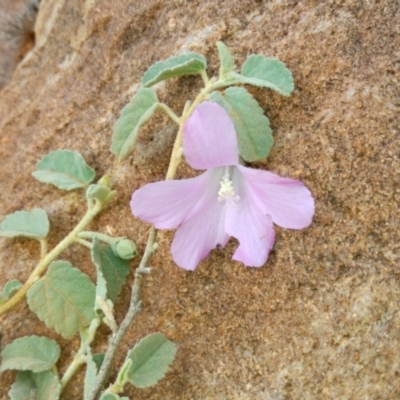 Hibiscus sturtii (Sturt's Hibiscus) at Arkaroola Village, SA - 2 Jun 2016 by MB