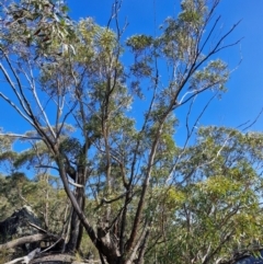 Eucalyptus sieberi (Silvertop Ash) at Tallong, NSW - 3 Aug 2024 by trevorpreston