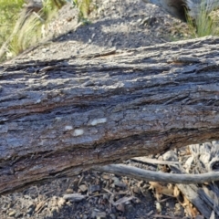 Eucalyptus sieberi at Tallong, NSW - 3 Aug 2024