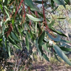 Eucalyptus sieberi at Tallong, NSW - 3 Aug 2024