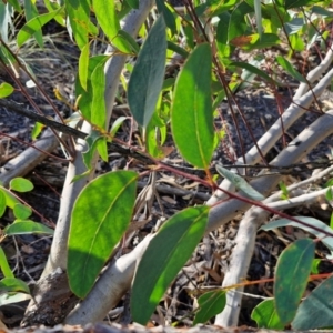 Eucalyptus sieberi at Tallong, NSW - 3 Aug 2024