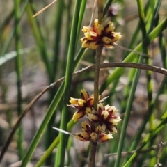 Lomandra longifolia (Spiny-headed Mat-rush, Honey Reed) at Long Point Lookout (Morton National Park) - 3 Aug 2024 by trevorpreston