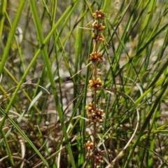 Lomandra longifolia at Tallong, NSW - 3 Aug 2024 12:54 PM