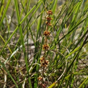 Lomandra longifolia at Tallong, NSW - 3 Aug 2024