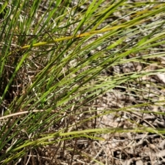 Lomandra longifolia at Tallong, NSW - 3 Aug 2024 12:54 PM