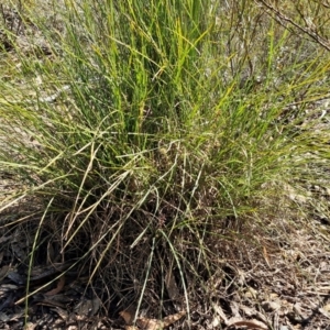 Lomandra longifolia at Tallong, NSW - 3 Aug 2024 12:54 PM