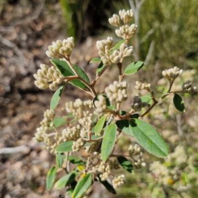 Pomaderris andromedifolia subsp. andromedifolia (Andromeda Pomaderris) at Long Point Lookout (Morton National Park) - 3 Aug 2024 by trevorpreston