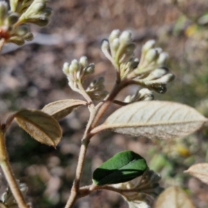 Pomaderris andromedifolia subsp. andromedifolia at Tallong, NSW - 3 Aug 2024