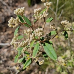 Pomaderris andromedifolia subsp. andromedifolia at Tallong, NSW - 3 Aug 2024