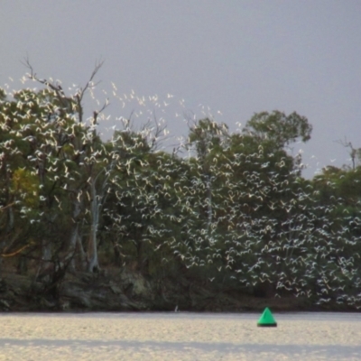 Cacatua sanguinea (Little Corella) at Katarapko, SA - 3 May 2016 by MB