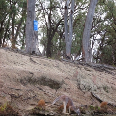 Osphranter rufus (Red Kangaroo) at Katarapko, SA - 3 May 2016 by MB