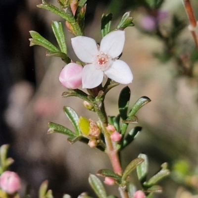 Boronia anemonifolia subsp. anemonifolia at Long Point Lookout (Morton National Park) - 3 Aug 2024 by trevorpreston