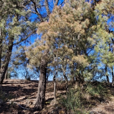 Allocasuarina littoralis (Black She-oak) at Long Point Lookout (Morton National Park) - 3 Aug 2024 by trevorpreston