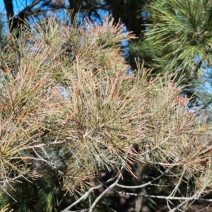 Allocasuarina littoralis at Tallong, NSW - 3 Aug 2024