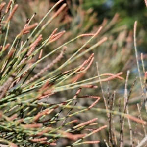 Allocasuarina littoralis at Tallong, NSW - 3 Aug 2024