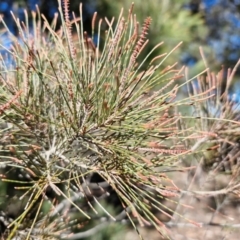 Allocasuarina littoralis at Tallong, NSW - 3 Aug 2024