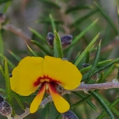 Dillwynia sieberi (Sieber's Parrot Pea) at Long Point Lookout (Morton National Park) - 3 Aug 2024 by trevorpreston