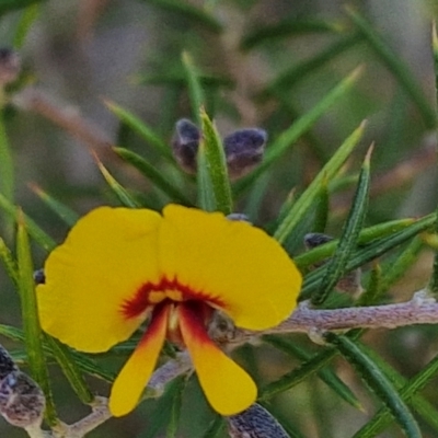 Dillwynia sieberi (Sieber's Parrot Pea) at Long Point Lookout (Morton National Park) - 3 Aug 2024 by trevorpreston