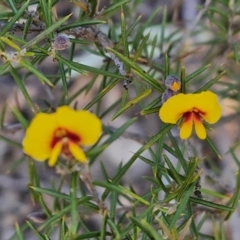 Dillwynia sieberi at Tallong, NSW - 3 Aug 2024