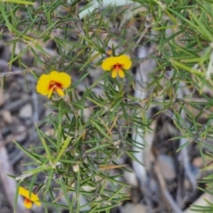 Dillwynia sieberi at Tallong, NSW - 3 Aug 2024