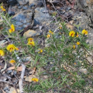 Dillwynia sieberi at Tallong, NSW - 3 Aug 2024