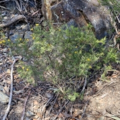 Dillwynia sieberi at Tallong, NSW - 3 Aug 2024