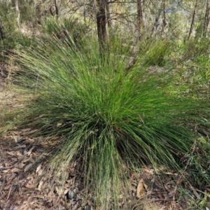 Lepidosperma urophorum at Tallong, NSW - 3 Aug 2024