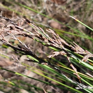 Lepidosperma urophorum at Tallong, NSW - 3 Aug 2024