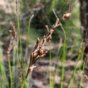 Lepidosperma urophorum at Tallong, NSW - 3 Aug 2024