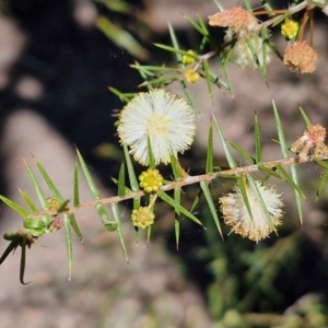 Acacia ulicifolia at Tallong, NSW - 3 Aug 2024