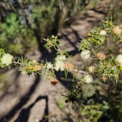 Acacia ulicifolia at Tallong, NSW - 3 Aug 2024