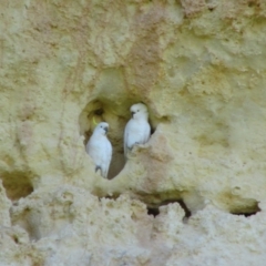 Cacatua galerita (Sulphur-crested Cockatoo) at Murbko, SA - 14 May 2016 by MB