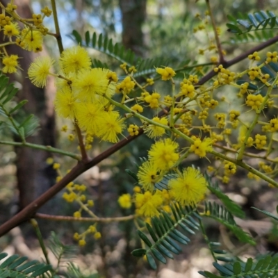 Acacia terminalis (Sunshine Wattle) at Long Point Lookout (Morton National Park) - 3 Aug 2024 by trevorpreston