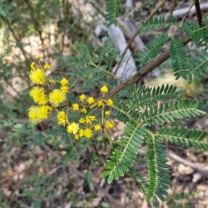 Acacia terminalis at Tallong, NSW - 3 Aug 2024 12:32 PM