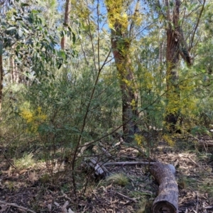 Acacia terminalis at Tallong, NSW - 3 Aug 2024