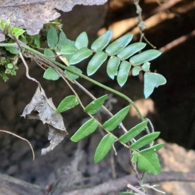 Pellaea nana (Dwarf Sickle Fern) at Tallong, NSW - 3 Aug 2024 by trevorpreston