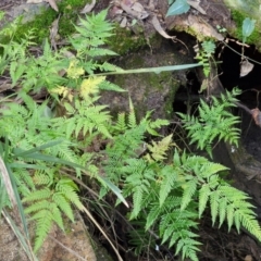 Pteris tremula at Long Point Lookout (Morton National Park) - 3 Aug 2024 by trevorpreston