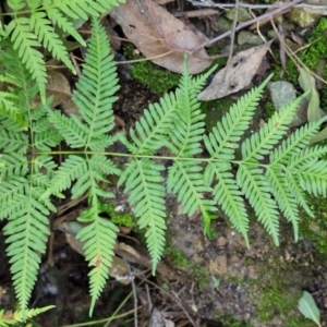 Pteris tremula at Tallong, NSW - 3 Aug 2024 12:31 PM