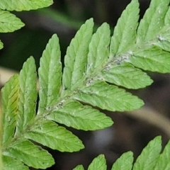 Pteris tremula at Tallong, NSW - 3 Aug 2024 12:31 PM