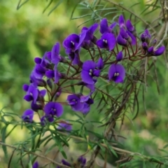 Hardenbergia violacea (False Sarsaparilla) at Long Point Lookout (Morton National Park) - 3 Aug 2024 by trevorpreston