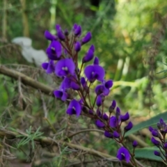 Hardenbergia violacea at Tallong, NSW - 3 Aug 2024 12:29 PM