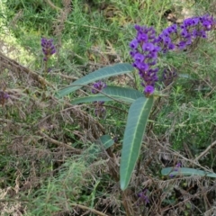 Hardenbergia violacea at Tallong, NSW - 3 Aug 2024