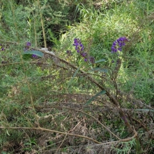 Hardenbergia violacea at Tallong, NSW - 3 Aug 2024