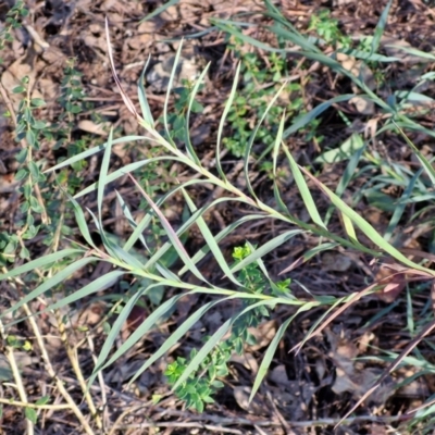 Stypandra glauca (Nodding Blue Lily) at Long Point Lookout (Morton National Park) - 3 Aug 2024 by trevorpreston