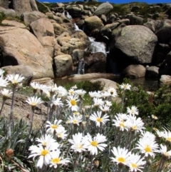 Celmisia costiniana (Costin's Snow Daisy) at Munyang, NSW - 29 Dec 2015 by MB