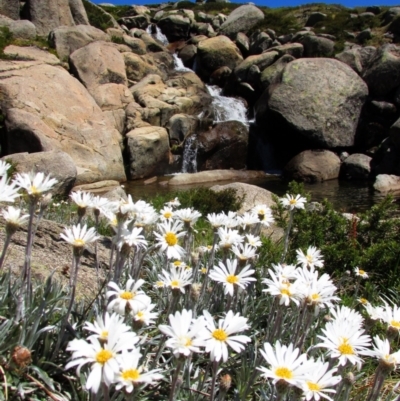 Celmisia costiniana (Costin's Snow Daisy) at Munyang, NSW - 30 Dec 2015 by MB
