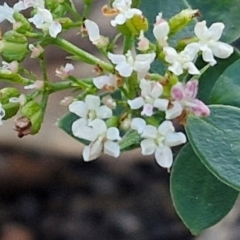 Platysace lanceolata (Shrubby Platysace) at Long Point Lookout (Morton National Park) - 3 Aug 2024 by trevorpreston