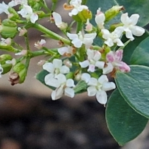 Platysace lanceolata at Tallong, NSW - 3 Aug 2024